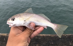 Genyonemus lineatus