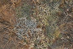 Helichrysum caespititium