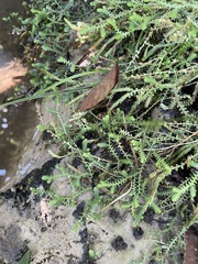 Selaginella ludoviciana