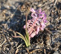 Ledebouria leptophylla