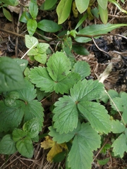 Potentilla micrantha