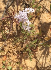 Phyllopodium cephalophorum