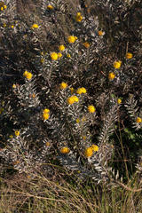 Leucospermum rodolentum