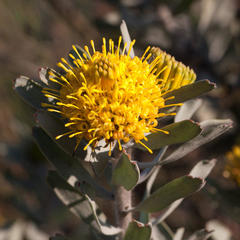 Leucospermum rodolentum