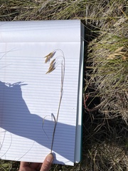 Bromus porteri