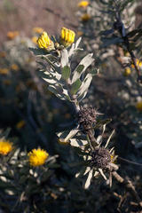 Leucospermum rodolentum
