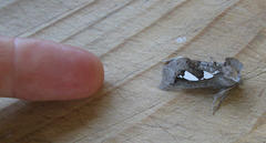 Antiophlebia bracteata