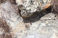 Trachylepis gravenhorstii