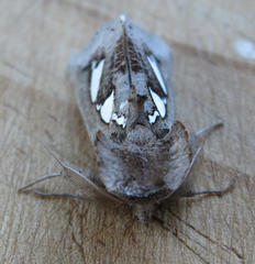 Antiophlebia bracteata
