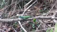 Sceloporus hondurensis