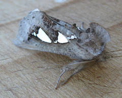 Antiophlebia bracteata
