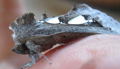 Antiophlebia bracteata
