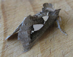 Antiophlebia bracteata