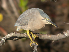 Butorides striata macrorhyncha