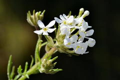 Polycarena gilioides