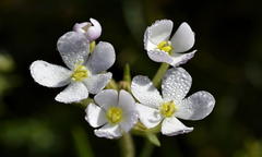 Polycarena gilioides