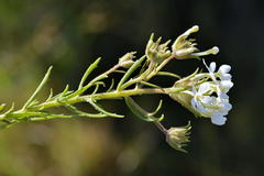 Polycarena gilioides
