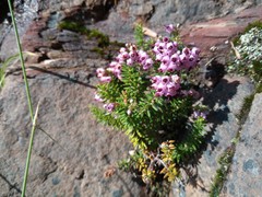 Erica strigosa