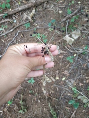 Smyrnium perfoliatum