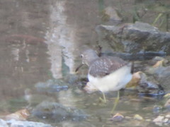 Tringa solitaria