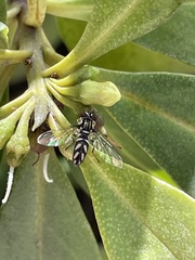 Allograpta piurana