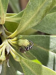 Allograpta piurana