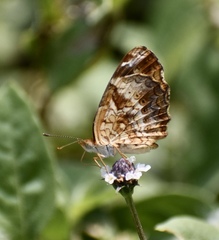 Anthanassa frisia