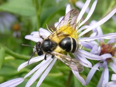 Andrena robervalensis