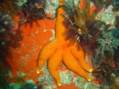 Fromia schultzei