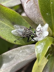 Diptera