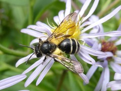 Andrena robervalensis