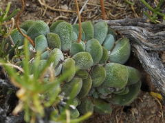 Crassula tecta