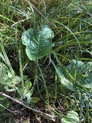 Rumex aquaticus