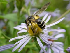 Andrena robervalensis