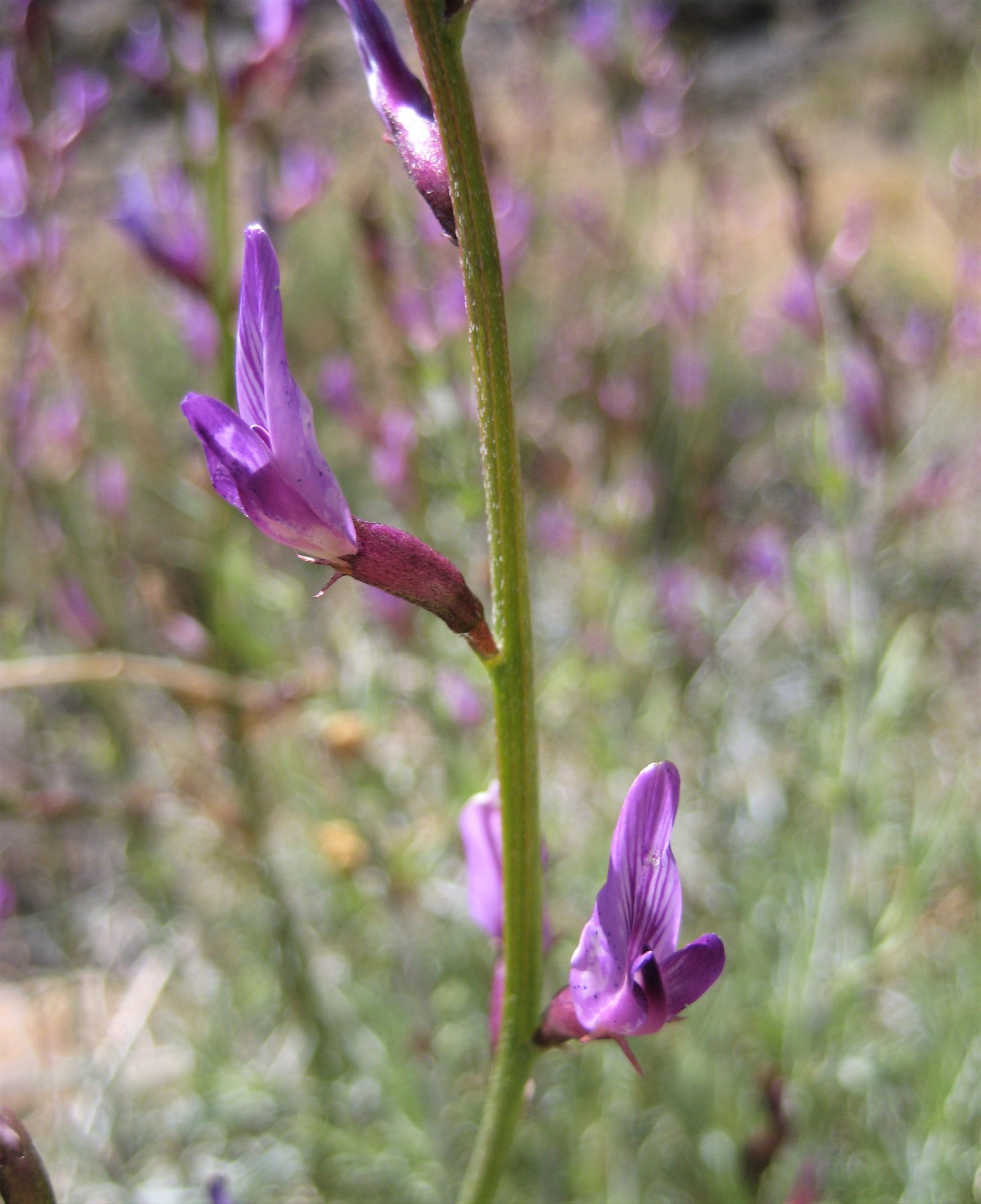 Astragalus serenoi