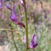 Naked Milkvetch - Photo (c) eoconnell, some rights reserved (CC BY-NC), uploaded by eoconnell
