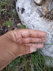 Galium tenuissimum