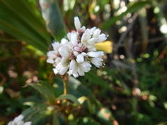 Persicaria madagascariensis