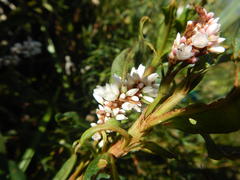 Persicaria madagascariensis