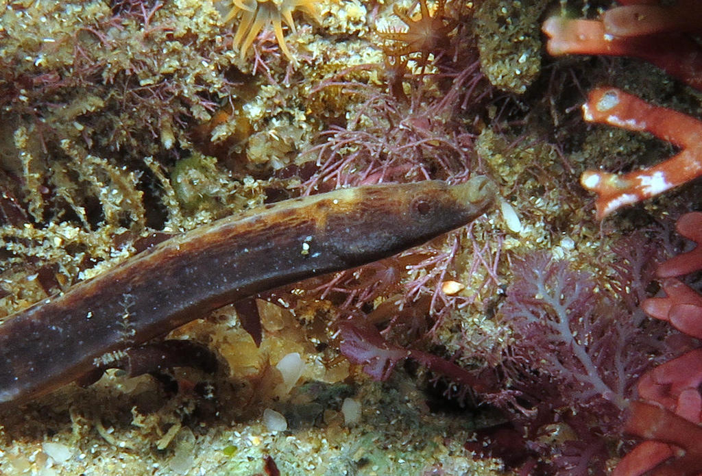 Elegant pipefish (Nannocampus elegans) — Syngnathidae