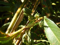Persicaria madagascariensis
