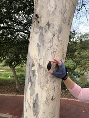 Libidibia ferrea leiostachya