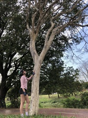 Libidibia ferrea leiostachya