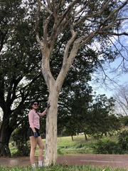 Libidibia ferrea leiostachya