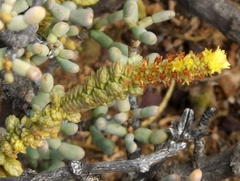 Crassula muscosa muscosa