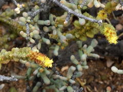 Crassula muscosa muscosa