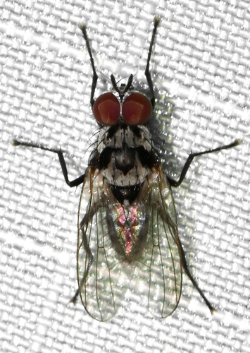 Anthomyia procellaris, photo 4 of 10