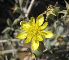 Mentzelia oreophila