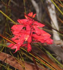 Disa ferruginea