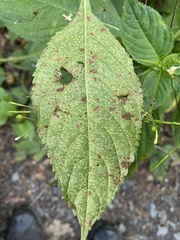 Puccinia komarovii